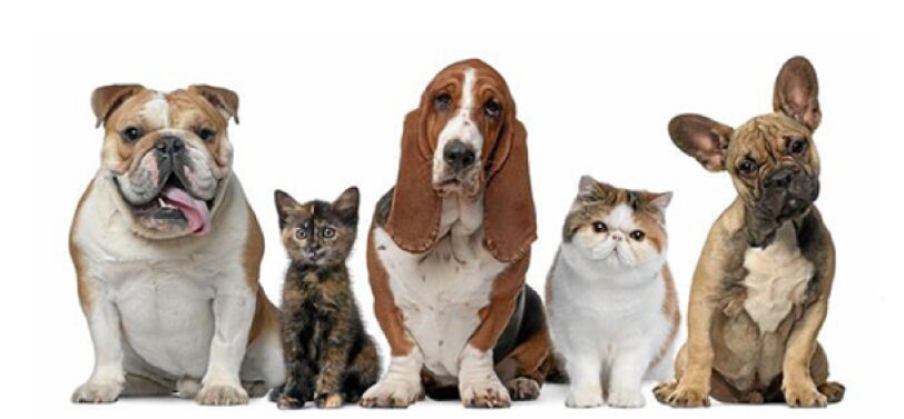 Pet Adoption at Our Springfield Shelter